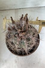 ASTROPHYTUM CAPRICÓRNIO Nº 392 – vaso 20 - Imagem 4