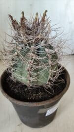 ASTROPHYTUM CAPRICÓRNIO Nº 392 – vaso 20 - Imagem 11