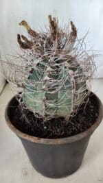 ASTROPHYTUM CAPRICÓRNIO Nº 392 – vaso 20 - Imagem 6