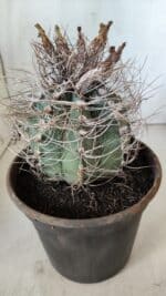 ASTROPHYTUM CAPRICÓRNIO Nº 392 – vaso 20 - Imagem 9