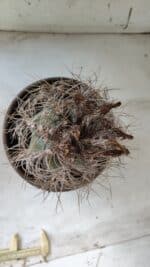 ASTROPHYTUM CAPRICÓRNIO Nº 392 – vaso 20 - Imagem 3