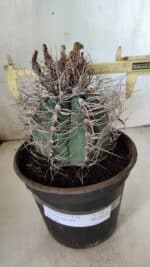 ASTROPHYTUM CAPRICÓRNIO Nº 392 – vaso 20 - Imagem 7