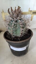 ASTROPHYTUM CAPRICÓRNIO Nº 392 – vaso 20