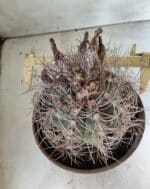 ASTROPHYTUM CAPRICÓRNIO Nº 392 – vaso 20 - Imagem 10