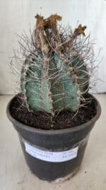 ASTROPHYTUM CAPRICÓRNIO Nº 396 – vaso 20 - Imagem 2