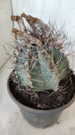 ASTROPHYTUM CAPRICÓRNIO Nº 396 – vaso 20 - Imagem 7