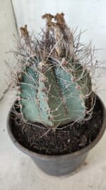 ASTROPHYTUM CAPRICÓRNIO Nº 396 – vaso 20 - Imagem 3