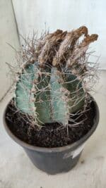 ASTROPHYTUM CAPRICÓRNIO Nº 396 – vaso 20 - Imagem 6