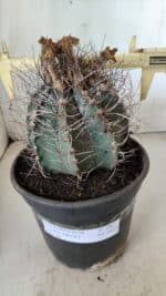 ASTROPHYTUM CAPRICÓRNIO Nº 396 – vaso 20