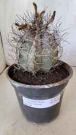 ASTROPHYTUM CAPRICÓRNIO Nº 397 – vaso 20 - Imagem 2