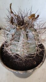 ASTROPHYTUM CAPRICÓRNIO Nº 397 – vaso 20 - Imagem 9