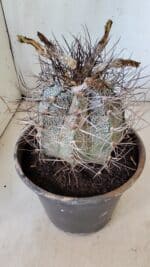 ASTROPHYTUM CAPRICÓRNIO Nº 397 – vaso 20 - Imagem 8