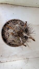 ASTROPHYTUM CAPRICÓRNIO Nº 397 – vaso 20 - Imagem 3