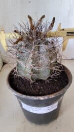 ASTROPHYTUM CAPRICÓRNIO Nº 397 – vaso 20