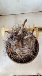 ASTROPHYTUM CAPRICÓRNIO Nº 397 – vaso 20 - Imagem 5