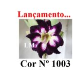 ENXERTO COR LM 1003