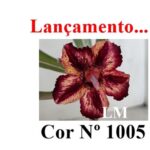 ENXERTO COR LM 1005