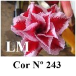 ENXERTO 11719 – 20cm (cor LM 243)