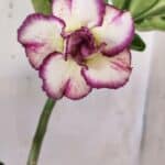 Planta Dobrada 2753 – 30cm – 02 anos