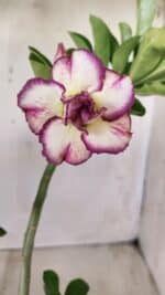 Planta Dobrada 2753 – 30cm – 02 anos