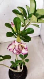 Planta Dobrada 2753 – 30cm – 02 anos - Imagem 4