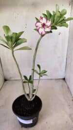 Planta Dobrada 2753 – 30cm – 02 anos - Imagem 2