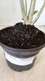 Planta Dobrada 2753 – 30cm – 02 anos - Imagem 6