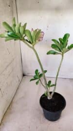 Planta Dobrada 2753 – 30cm – 02 anos - Imagem 5