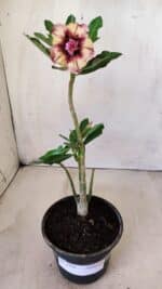 Planta Dobrada 2754 – 25cm – 01 ano - Imagem 2