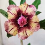 Planta Dobrada 2754 – 25cm – 01 ano