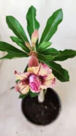 Planta Dobrada 2754 – 25cm – 01 ano - Imagem 4