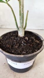 Planta Dobrada 2754 – 25cm – 01 ano - Imagem 7