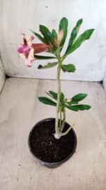 Planta Dobrada 2754 – 25cm – 01 ano - Imagem 5