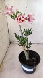 Planta Dobrada 2755 – 30cm – 02 anos - Imagem 2