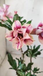 Planta Dobrada 2755 – 30cm – 02 anos