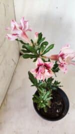 Planta Dobrada 2755 – 30cm – 02 anos - Imagem 4