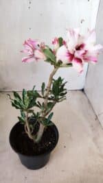 Planta Dobrada 2755 – 30cm – 02 anos - Imagem 6