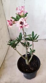 Planta Dobrada 2755 – 30cm – 02 anos - Imagem 5