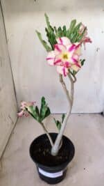 Planta Dobrada 2756 – 30cm – 02 anos - Imagem 2