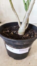 Planta Dobrada 2756 – 30cm – 02 anos - Imagem 7