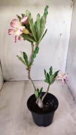 Planta Dobrada 2756 – 30cm – 02 anos - Imagem 6