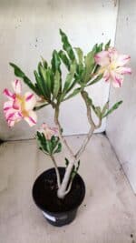 Planta Dobrada 2756 – 30cm – 02 anos - Imagem 5