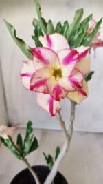 Planta Dobrada 2756 – 30cm – 02 anos