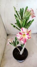 Planta Dobrada 2756 – 30cm – 02 anos - Imagem 4