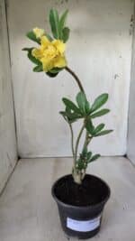 Planta Dobrada 2757 – 25cm – 01 ano - Imagem 2