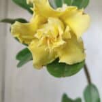 Planta Dobrada 2757 – 25cm – 01 ano