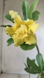 Planta Dobrada 2757 – 25cm – 01 ano