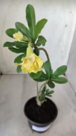 Planta Dobrada 2757 – 25cm – 01 ano - Imagem 6