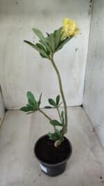 Planta Dobrada 2757 – 25cm – 01 ano - Imagem 5