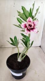 Planta Dobrada 2758 – 30cm – 02 anos - Imagem 2